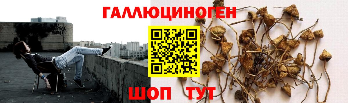 Псилоцибиновые грибы GOLDEN TEACHER Мурино